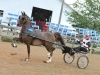 13-dragonsmeade_oberon_0858-jpg